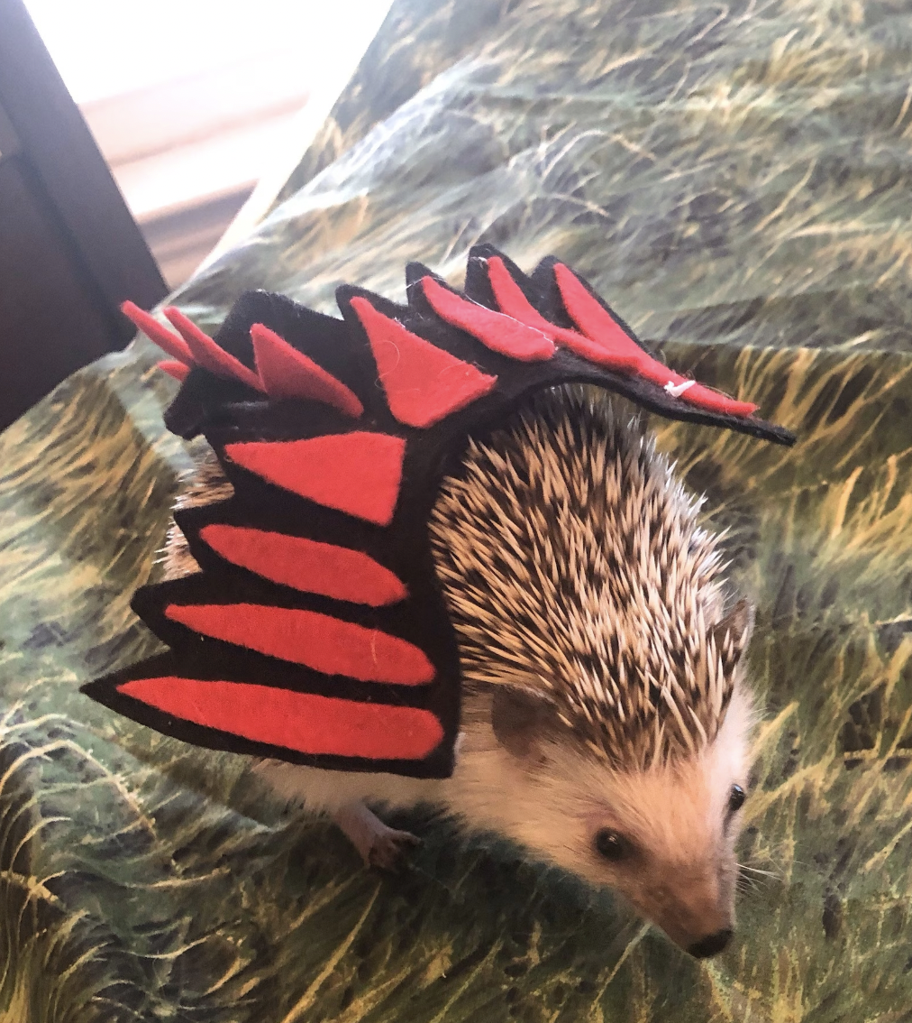 Hedgehog in red and black felt dragon costume