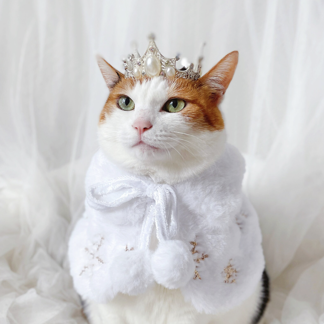 A white and orange cat in a silver bedazzled crown and white cape with faux fur