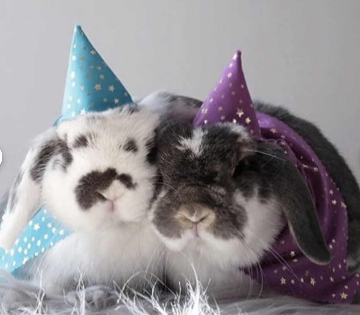 Two gray and white bunnies wearing cone shaped witch hates and capes in purple and blue