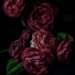 a photo of roses against a dark background