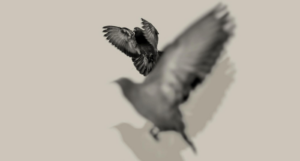 a cropped cover of Hombrecito featuring two pigeons flying against a grey background