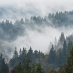 an aerial view of a foggy forest in the Pacific Northwest