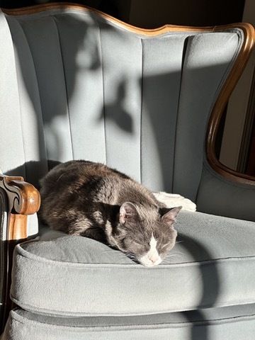 Image of a gray and white cat napping on a velvet gray chair