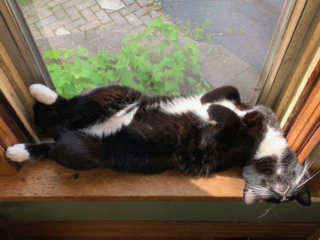 Image of a tuxedo cat laying belly-up on a windowsill