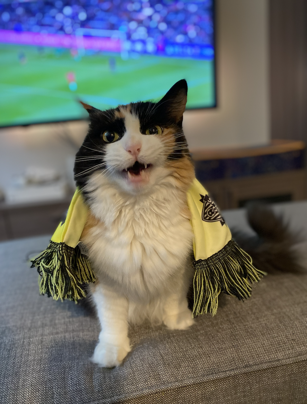 A long-haired calico cat with a scarf around her neck, mouth open, clearly meowing at whoever is taking the photo