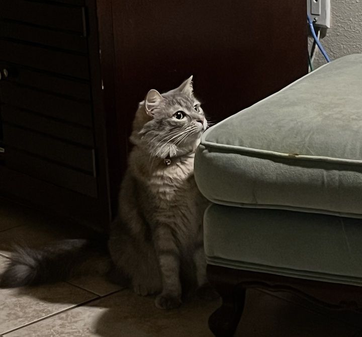 Image of a gray tabby peeking over a footrest