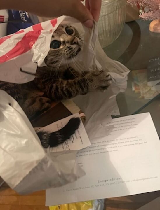 A tabby cat with wild eyes sticking her head out of a plastic target bag