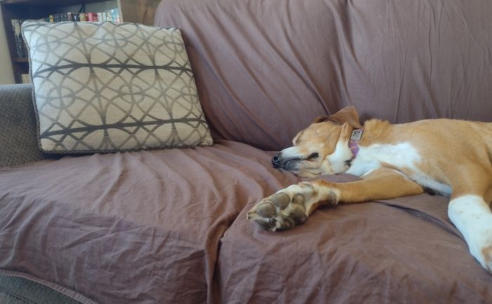 a photo of a couch covered in a brown sheet with a dog asleep on it