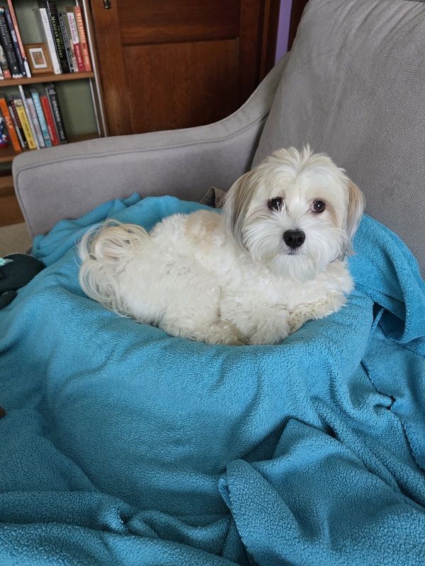 A fluffy white Havanese sits curled up in a dog bed