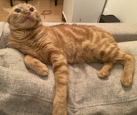 ginger cat on a couch