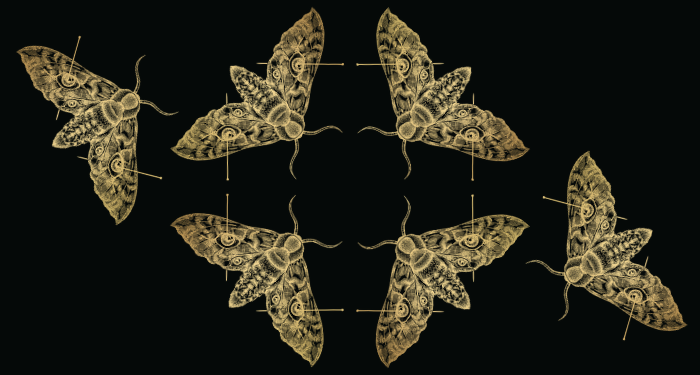 a pattern of moth illustrations from the cover of An Academy for Liars